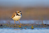 Image. Little Ringed Plover