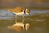 Image. Little Ringed Plover