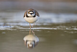 Image. Little Ringed Plover