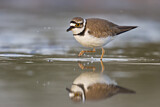 Image. Little Ringed Plover