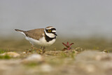 Image. Little Ringed Plover