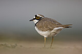 Image. Little Ringed Plover