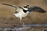 Image. Little Ringed Plover