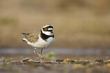 Image. Little Ringed Plover