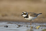 Image. Little Ringed Plover