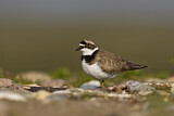 Image. Little Ringed Plover