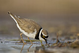 Image. Little Ringed Plover