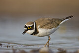 Image. Little Ringed Plover