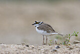 Image. Little Ringed Plover