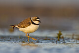 Image. Little Ringed Plover