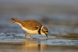 Image. Little Ringed Plover