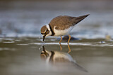 Image. Little Ringed Plover