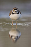 Image. Little Ringed Plover