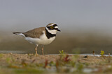Image. Little Ringed Plover
