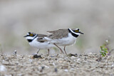 Image. Little Ringed Plover