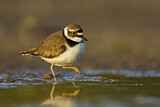 Image. Little Ringed Plover