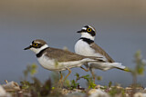 Image. Little Ringed Plover