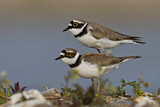 Image. Little Ringed Plover