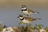 Image. Little Ringed Plover