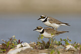 Image. Little Ringed Plover