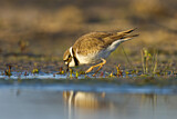 Image. Little Ringed Plover