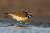 Image. Little Ringed Plover