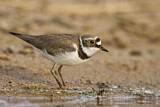 Image. Little Ringed Plover