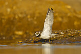 Image. Little Ringed Plover