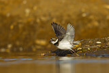 Image. Little Ringed Plover