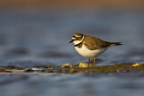 Image. Little Ringed Plover