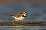 Image. Little Ringed Plover