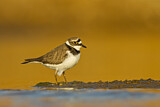 Image. Little Ringed Plover