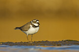 Image. Little Ringed Plover