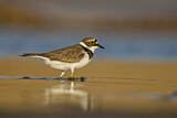 Image. Little Ringed Plover