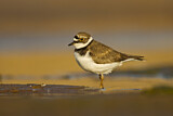 Image. Little Ringed Plover