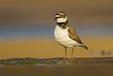 Image. Little Ringed Plover