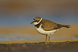 Image. Little Ringed Plover