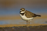 Image. Little Ringed Plover