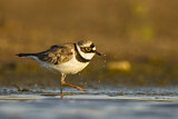 Image. Little Ringed Plover