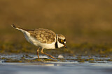 Image. Little Ringed Plover
