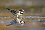 Image. Little Ringed Plover