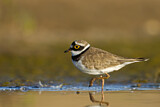 Image. Little Ringed Plover