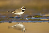 Image. Little Ringed Plover