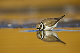 Image. Little Ringed Plover