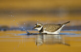 Image. Little Ringed Plover