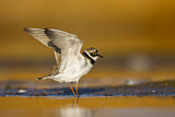 Image. Little Ringed Plover