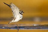 Image. Little Ringed Plover