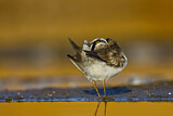 Image. Little Ringed Plover