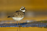 Image. Little Ringed Plover