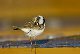 Image. Little Ringed Plover